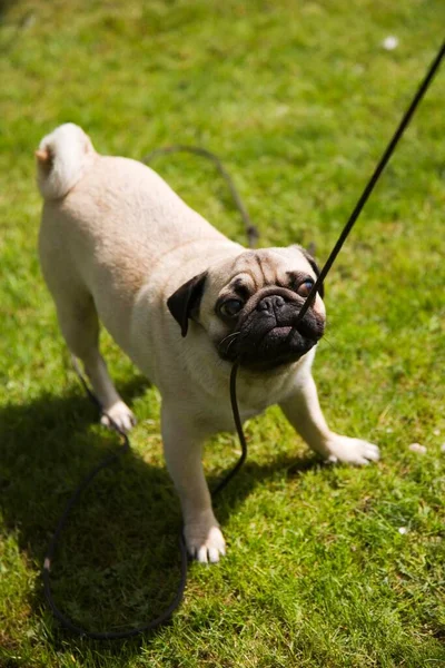 Pug Young Rope Tuging Lawn — 스톡 사진