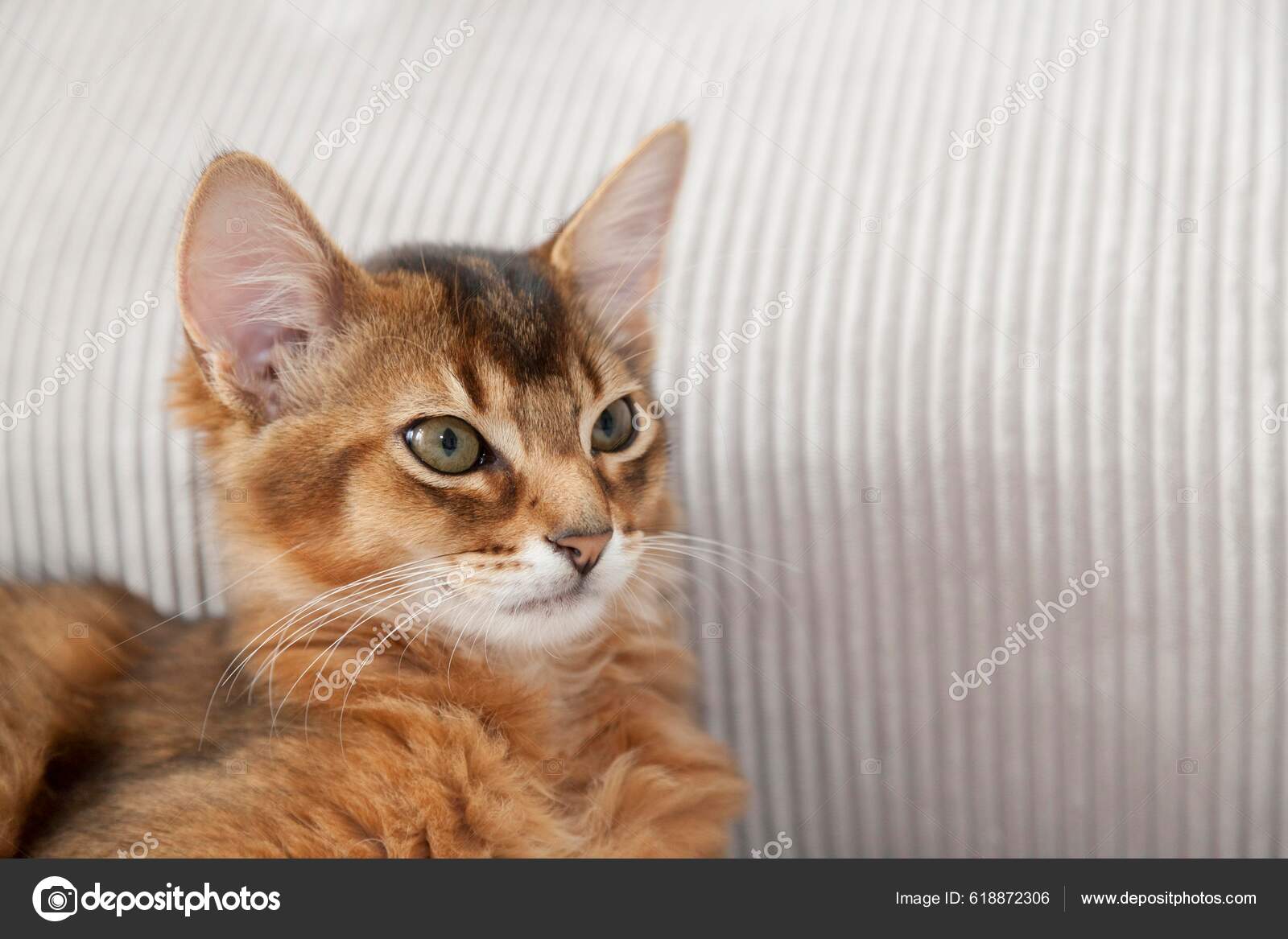 Ruddy Somali Kitten Portrait Sofa Stock Photo by ©imagebrokermicrostock  618872306