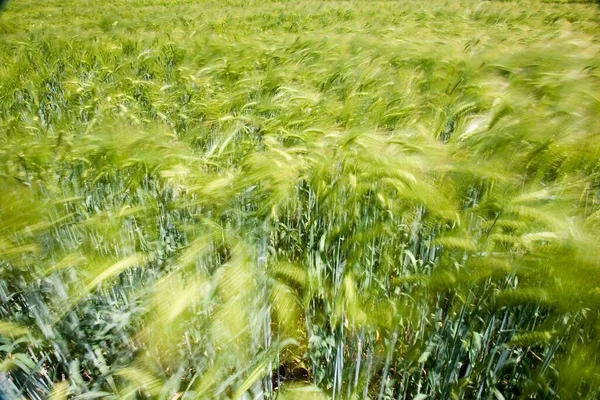 Hordeum Vulgare 옥수수 — 스톡 사진