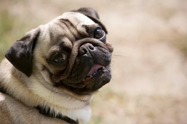 Portrait Pug Looking Camera — Stock Photo, Image