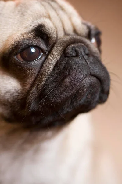 Pug Dog Portré Levágott Közelről Részlet — Stock Fotó