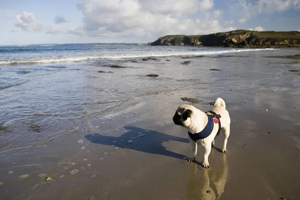 Young Pug Atlantic Beach — Stock Photo, Image