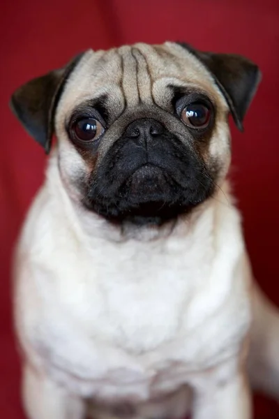 Jonge Pug Zittend Voor Rode Achtergrond — Stockfoto