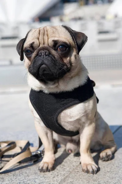 Young Pug Sitting Fountain Friendship Peoples Berlin Mitte Berlin Germany — Stock Photo, Image
