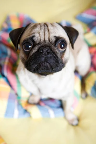 Jonge Pug Onopgemaakt Bed Van Boven — Stockfoto