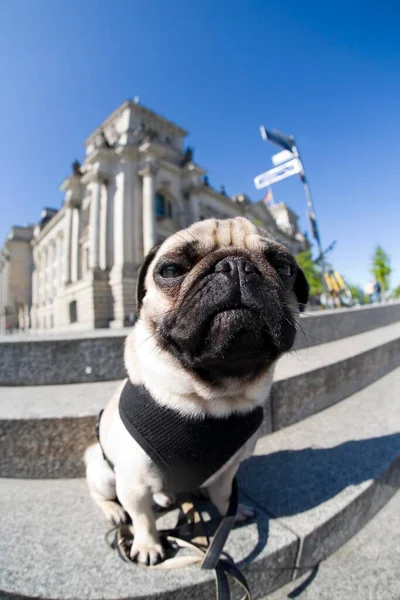 Young Pug Reichtstag Parliament Building Fisheye Shot Berlin Germany Europe — Stock Photo, Image