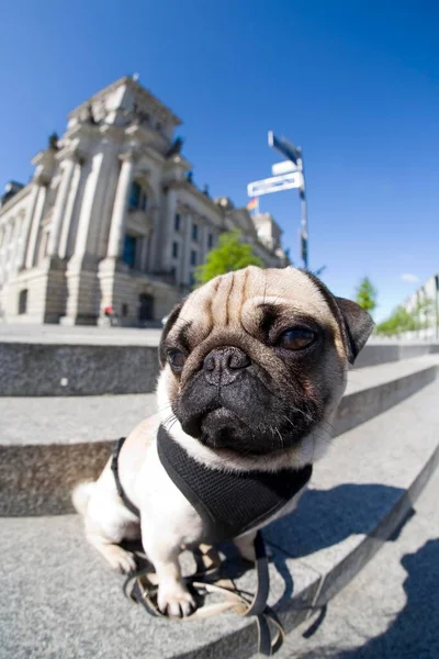 Young Pug Reichtstag Parliament Building Fisheye Shot Berlin Germany Europe — Stock Photo, Image