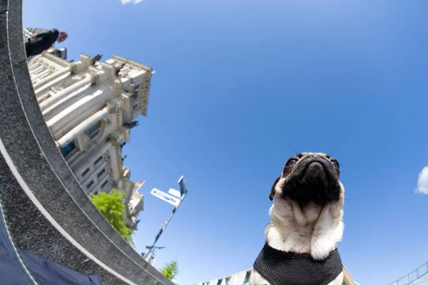Young Pug Berlin Government District Reichtstag Parliament Building Paul Loebe — Stock Photo, Image