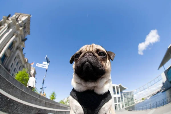 Young Pug Berlin Government District Reichtstag Parliament Building Paul Loebe — Stock Photo, Image