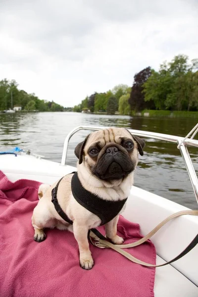 Young Pug Sitting Bow Boat Lake — Stock Photo, Image