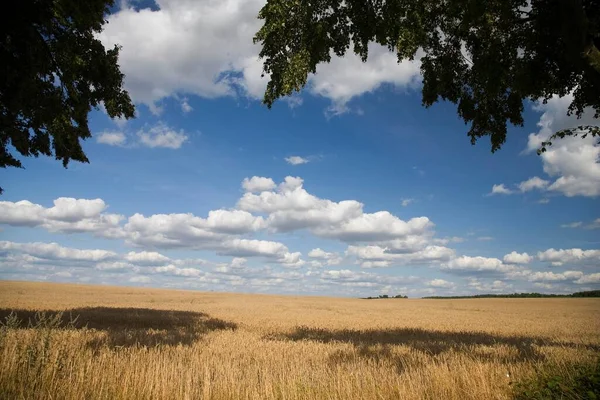 Зерновое Поле Летом Мекленбург Западная Померания Германия Европа — стоковое фото
