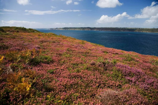 Blooming Heather Gorse Crozon Peninsula Goulet Brest Southern Finistere Brittany — Stock Photo, Image