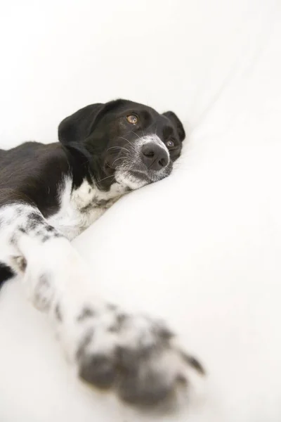 Crossbreed Dog Female Lying — Stock Photo, Image