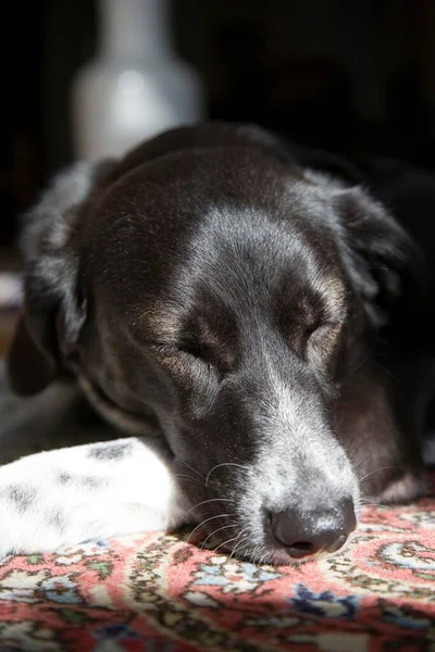 Perro Cruzado Blanco Negro Hembra Dormitando Sobre Una Alfombra Sol — Foto de Stock