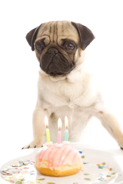 Young Pug Posing Doughnut Glazed Pink Three Birthday Candles — Stock Photo, Image