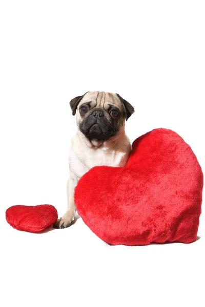 Pug Joven Cachorro Con Dos Almohadas Felpa Forma Corazón Rojo —  Fotos de Stock