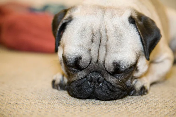 Ένα Νεαρό Σκυλί Ξαπλωμένο Στο Πάτωμα — Φωτογραφία Αρχείου