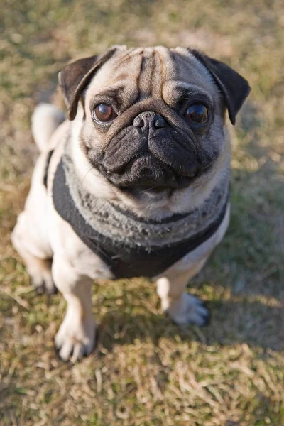 Portrait Pug Dog Scarf Harness Meadow — Stock Photo, Image