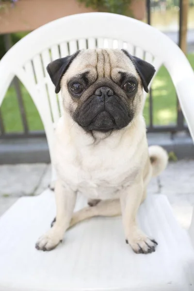 若いです男性Pug上の庭の椅子 — ストック写真