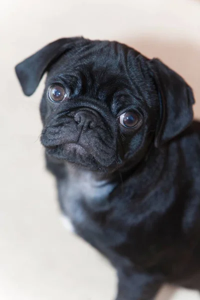 黒豚の子犬 3ヶ月 — ストック写真