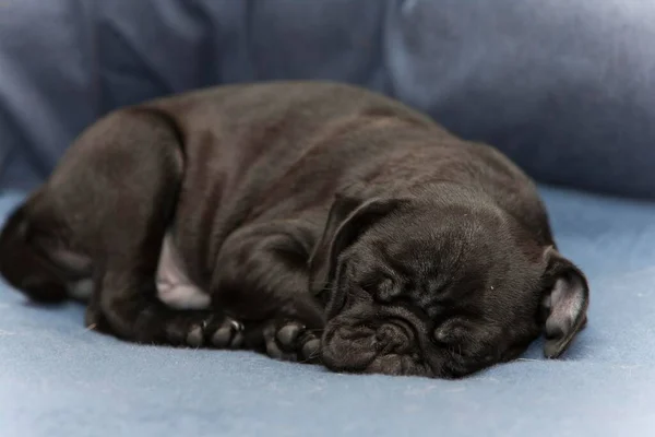 Black Pug Puppy Pes Měsíce — Stock fotografie
