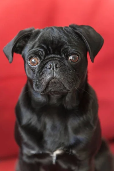 Retrato Cachorro Pug Preto Contra Vermelho — Fotografia de Stock
