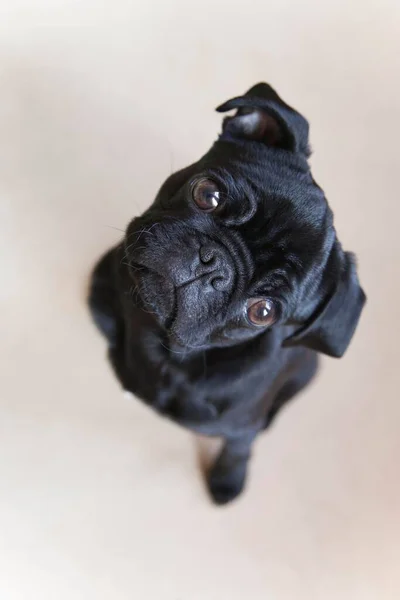 Μαύρο Κουτάβι Pug Από Πάνω — Φωτογραφία Αρχείου