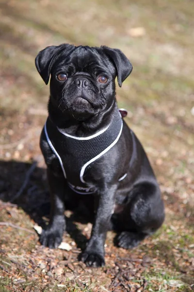 Black Pug Male Puppy Meadow — Stock Photo, Image