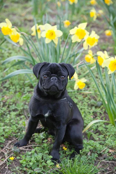 Mladý Černý Pug Sedící Před Narcisy — Stock fotografie