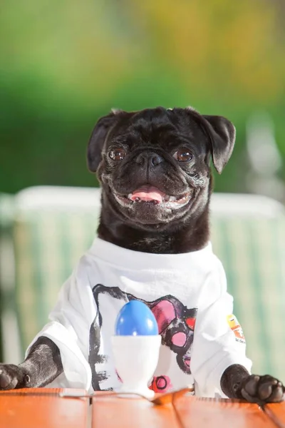 Young Black Pug Wearing Shirt Sitting Easter Egg — Stock Photo, Image