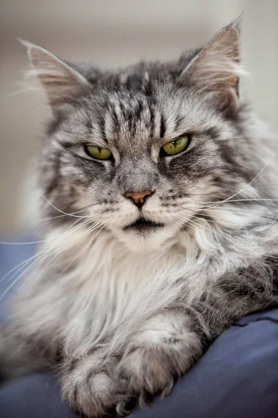 Maine Rakunu Erkek Kedi Yastığa Uzanmış Portre — Stok fotoğraf