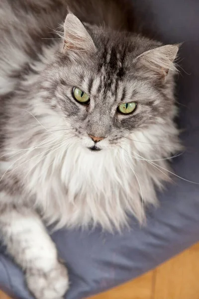 Maine Coon Tomcat Лежить Подушці Портрет — стокове фото
