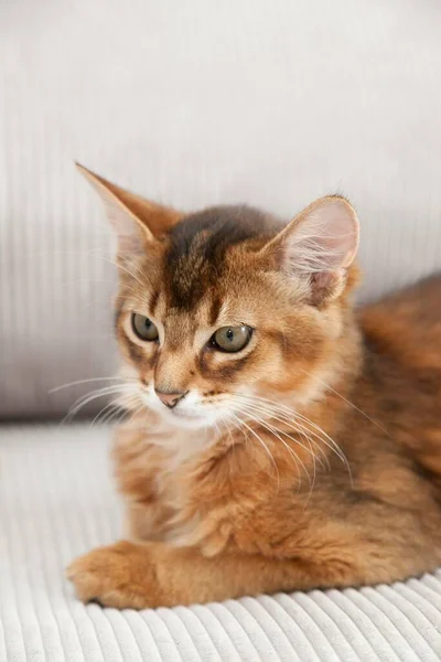 소말리아 고양이가 소파에서 있습니다 — 스톡 사진