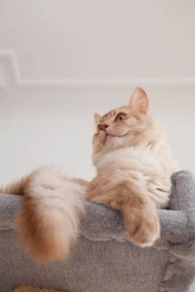 Gato Somalí Acedera Plata Sentado Poste Arañazos — Foto de Stock