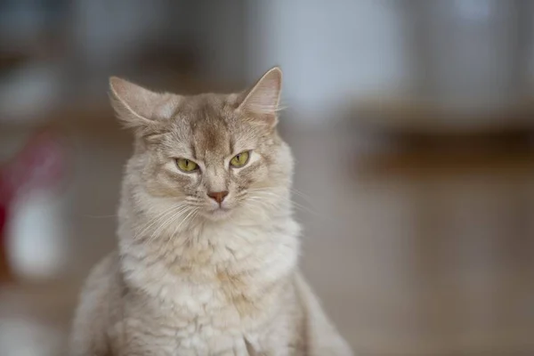 소말리족 고양이 초상화 — 스톡 사진