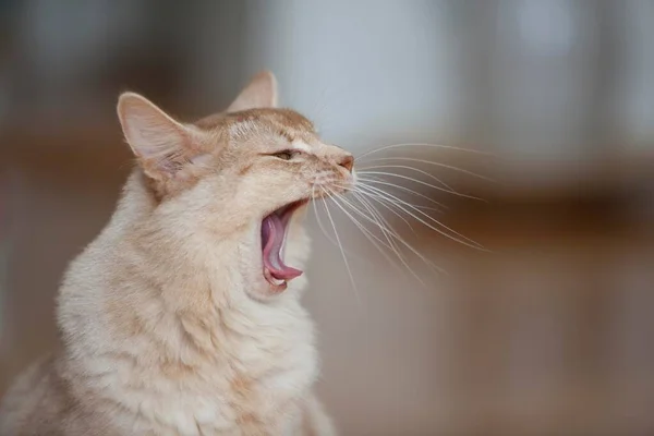 ソマリ猫 ソレル 肖像画 あくび — ストック写真