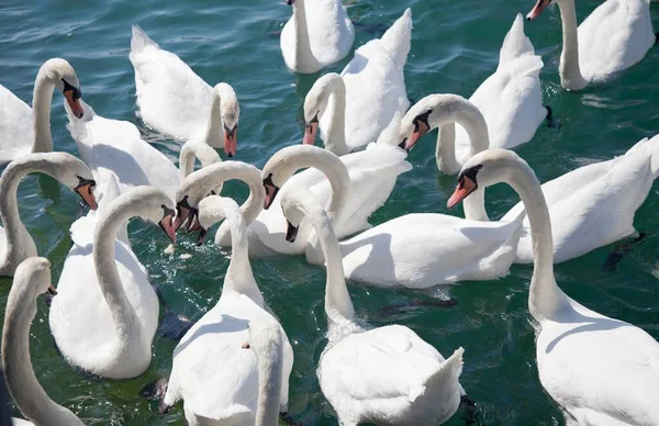 stock image Mute swans (Cygnus olor) waiting for food, Lake Zurich, Zurich, Switzerland, Europe