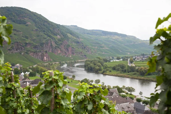 Moselle河和德国莱茵兰 帕拉蒂纳茨Uerzig周围的葡萄园 Publicground — 图库照片