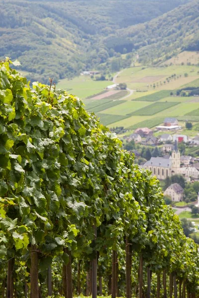 Loesnich Village Viticole Vignobles Moselle Rhénanie Palatinat Allemagne Europe Terrain — Photo