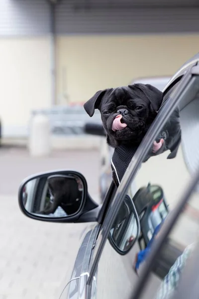 Jong Zwart Pug Kijken Uit Een Auto Raam Likken Zijn — Stockfoto