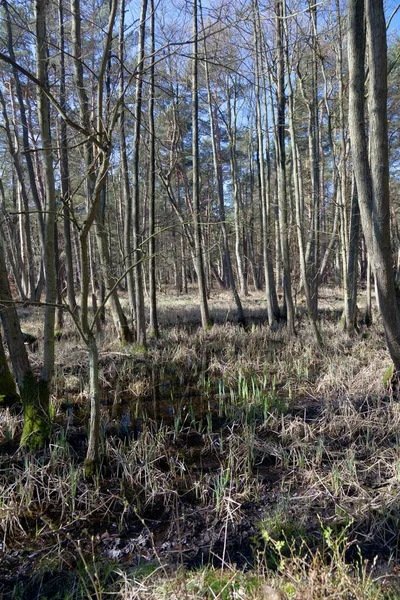 stock image Darss Forest near Prerow, Western Pomerania Lagoon Area National Park, Darss, Mecklenburg-Western Pomerania, Germany, Europe