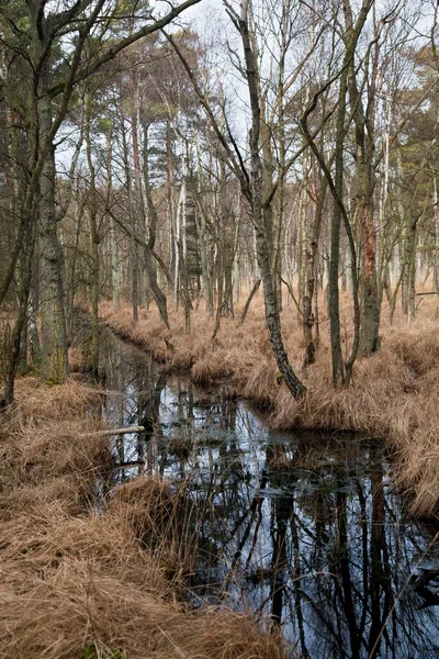 Darss Forest Ahrenshoop Western Pomerania Lagoon Area National Park Darss — Φωτογραφία Αρχείου
