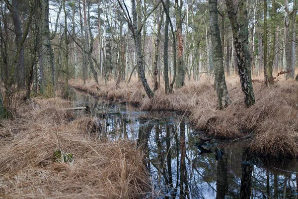 Darss Forest Ahrenshoop Western Pomerania Lagoon Area National Park Darss — Φωτογραφία Αρχείου