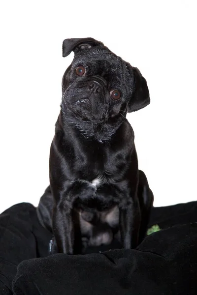 Νεαρό Μαύρο Pug Τυρόπηγμα Καλυμμένο Ρύγχος — Φωτογραφία Αρχείου