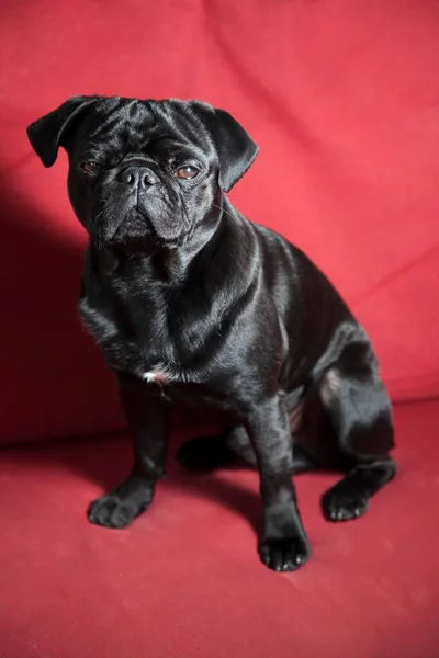 Νέοι Μαύρο Pug Κάθεται Ένα Κόκκινο Καναπέ — Φωτογραφία Αρχείου