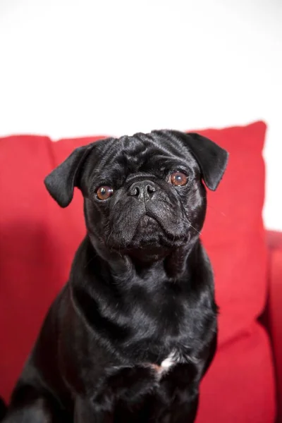 Young Black Pug Sitting Red Sofa — Stock Photo, Image