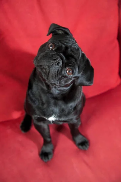 Νέοι Μαύρο Pug Κάθεται Ένα Κόκκινο Καναπέ — Φωτογραφία Αρχείου
