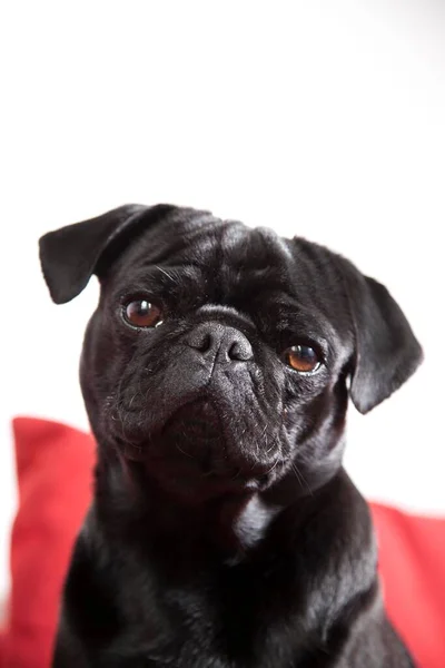 Νεαρό Μαύρο Pug Πορτρέτο — Φωτογραφία Αρχείου