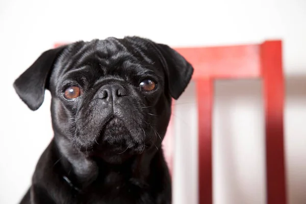 Black Pug Red Kitchen Chair — Stock Photo, Image