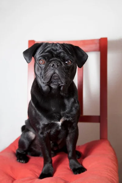 Pug Preto Sentado Uma Cadeira Cozinha Vermelha — Fotografia de Stock